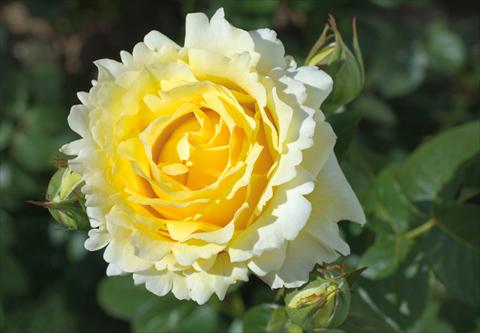 Photos von Blumenvarianten benutzt als: Topf und Beet Rosa rampicante GP Cyrano de Bergerac®