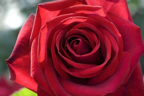 Photos von Blumenvarianten benutzt als: Topf und Beet Rosa Tea Edith Piaf®