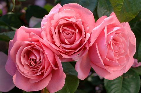 Photos von Blumenvarianten benutzt als: Topf und Beet Rosa Tea Line Renaud®