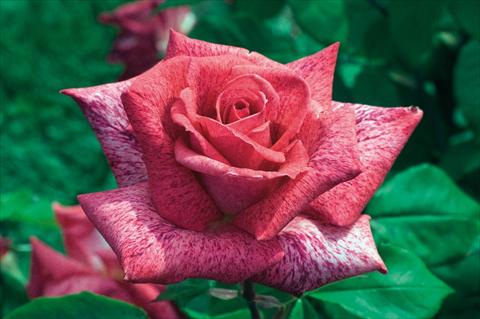 Photos von Blumenvarianten benutzt als: Topf und Beet Rosa Tea Pierre Cardin®