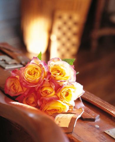 Photos von Blumenvarianten benutzt als: Topf und Beet Rosa Tea Pullman Orient Express®
