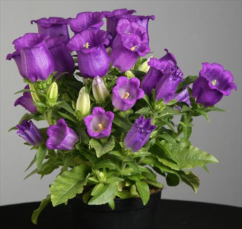 Photos von Blumenvarianten benutzt als: Topf und Beet Campanula medium Appeal Deep Blue
