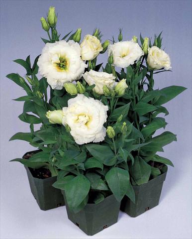 Photos von Blumenvarianten benutzt als: Topf und Beet Lisianthus (Eustoma rusellianum) Matador White
