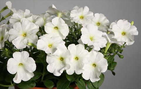 Photos von Blumenvarianten benutzt als: Topf, Terrasse, Ampel. Petunia Explorer Clear White