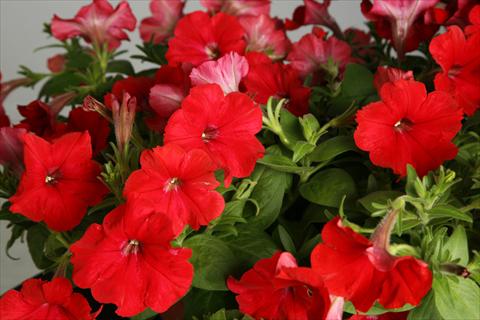 Photos von Blumenvarianten benutzt als: Topf, Terrasse, Ampel. Petunia Explorer Scarlet