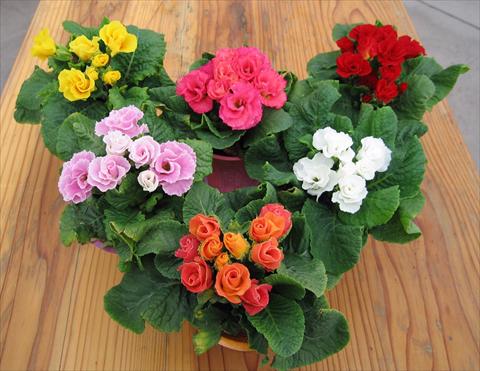 Photos von Blumenvarianten benutzt als: Topf und Beet Primula acaulis, veris, vulgaris Rosanna