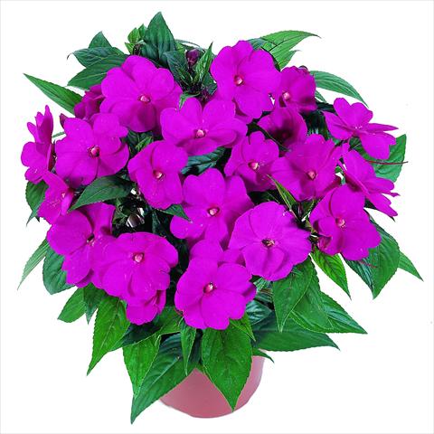 Photos von Blumenvarianten benutzt als: Beet, Topf oder Ampel Impatiens N. Guinea RED FOX Petticoat Hot Rose