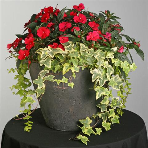 Photos von Blumenvarianten benutzt als: Topf und Beet Impatiens hybrida SunPatiens® Compact Spreading Carmine Red