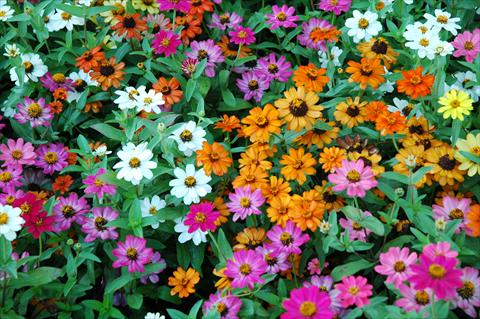 Photos von Blumenvarianten benutzt als: Topf und Beet Zinnia interspecifica Profusion