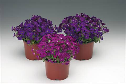 Photos von Blumenvarianten benutzt als: Beet- / Rabattenpflanze Aubrieta hybrida Audrey™ F1 Red Purple Mix