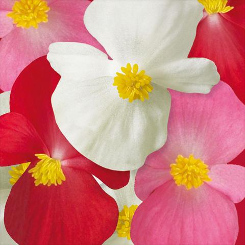 Photos von Blumenvarianten benutzt als: Beet- / Rabattenpflanze Begonia semperflorens Ascot F1 Complete Mix