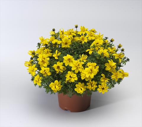 Photos von Blumenvarianten benutzt als: Topf, Terrasse, Ampel. Bidens ferulifolia Solaire® Double Compact