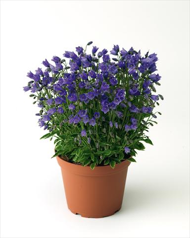 Photos von Blumenvarianten benutzt als: Beet- / Rabattenpflanze Campanula cochleariifolia Swinging Bells Blue