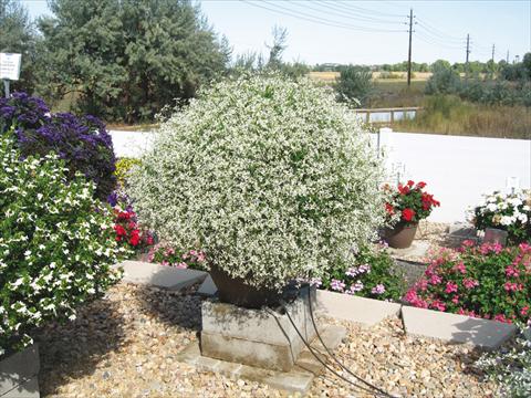 Photos von Blumenvarianten benutzt als: Beet- / Rabattenpflanze Euphorbia hypericifolia Euphoric White