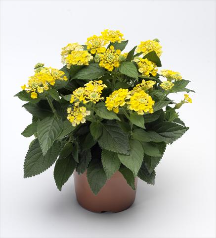 Photos von Blumenvarianten benutzt als: Topf, Beet, Terrasse Lantana camara Bandana® Yellow