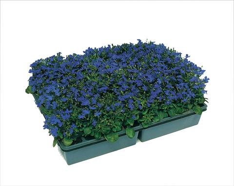Photos von Blumenvarianten benutzt als: Topf, Terrasse, Ampel. Lobelia erinus Moon Blue