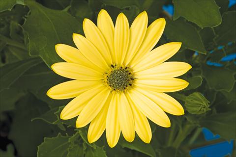 Photos von Blumenvarianten benutzt als: Topf und Beet Osteospermum ecklonis Tradewinds® Yellow