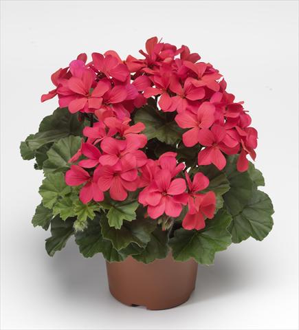 Photos von Blumenvarianten benutzt als: Terrasse, Topf Pelargonium hybrid Dark Caliente® Hot Coral
