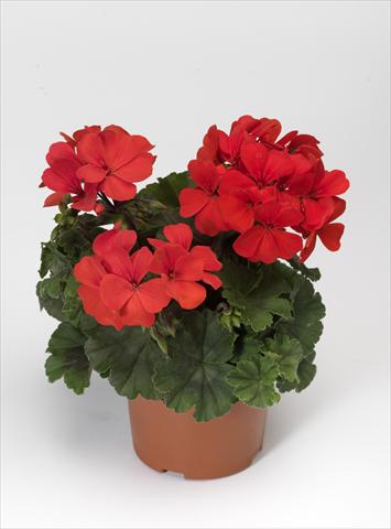 Photos von Blumenvarianten benutzt als: Terrasse, Topf Pelargonium hybrid Dark Caliente® Orange