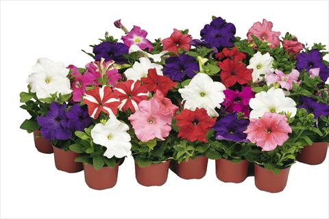 Photos von Blumenvarianten benutzt als: Topf und Beet Petunia grandiflora Bravo® Formula Mix