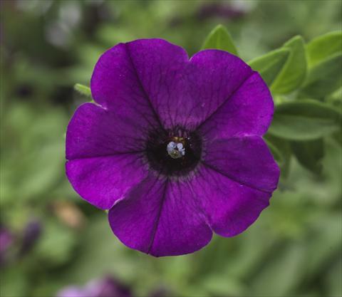 Photos von Blumenvarianten benutzt als: Topf, Terrasse, Ampel. Petunia hybrida Sanguna® Mini Blue