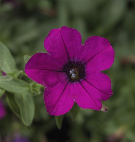 Photos von Blumenvarianten benutzt als: Topf, Terrasse, Ampel. Petunia hybrida Sanguna® Mini Purple