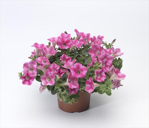 Photos von Blumenvarianten benutzt als: Topf, Terrasse, Ampel. Petunia hybrida Whispers® Rose Star