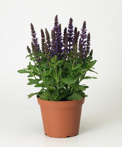 Photos von Blumenvarianten benutzt als: Topf und Beet Salvia x superba Merleau® Blue compact