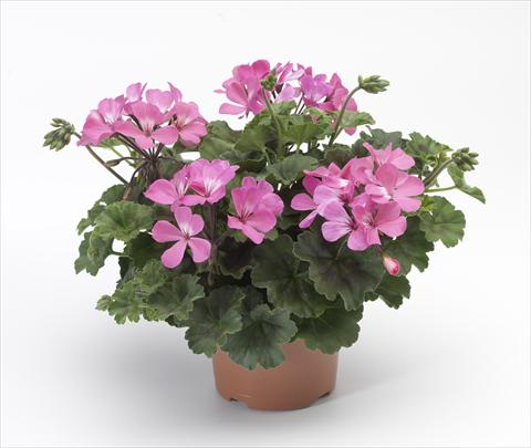 Photos von Blumenvarianten benutzt als: Terrasse, Topf Pelargonium hybrid Dark Caliente® Pink