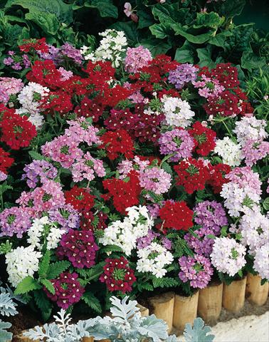Photos von Blumenvarianten benutzt als: Topf, Terrasse, Ampel. Verbena hybrida Obsession® Formula Mix