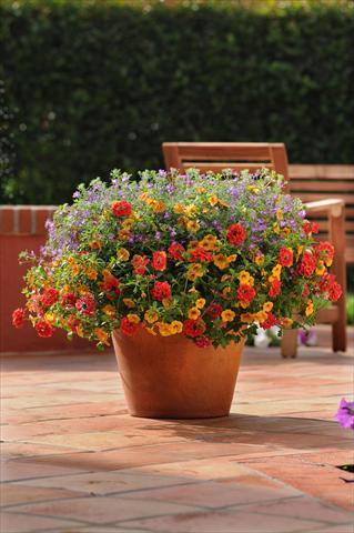 Photos von Blumenvarianten benutzt als: Topf, Terrasse, Ampel. 3 Combo Trixi® Ayers Rock