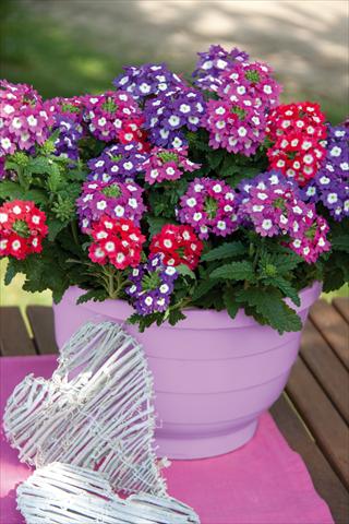 Photos von Blumenvarianten benutzt als: Topf, Terrasse, Ampel. 3 Combo Trixi® Big Eye