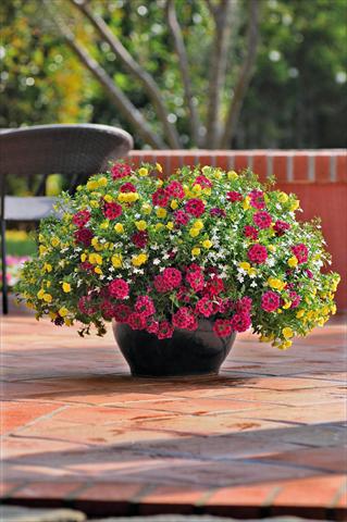 Photos von Blumenvarianten benutzt als: Topf, Terrasse, Ampel. 3 Combo Trixi® Double Delight