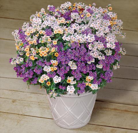Photos von Blumenvarianten benutzt als: Topf, Terrasse, Ampel. 3 Combo Trixi® Fairy Tale