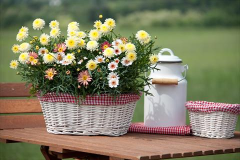 Photos von Blumenvarianten benutzt als: Terrasse, Topf 3 Combo Trixi® Summer Field
