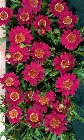 Photos von Blumenvarianten benutzt als: Topf, Beet, Terrasse Argyranthemum LaRita® Dark Pink