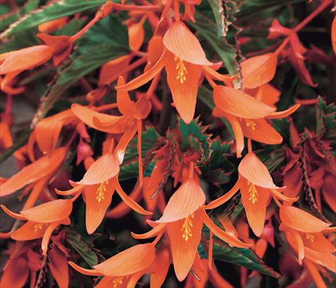 Photos von Blumenvarianten benutzt als: Beet, Topf oder Ampel Begonia Bonfire