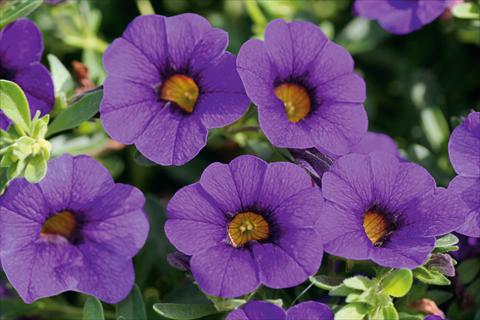 Photos von Blumenvarianten benutzt als: Topf, Terrasse, Ampel. Calibrachoa MiniFamous® Compact Blue