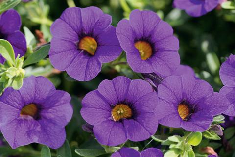 Photos von Blumenvarianten benutzt als: Topf, Terrasse, Ampel. Calibrachoa MiniFamous® Compact Dark Blue