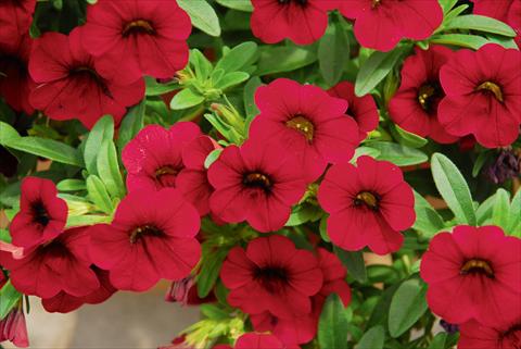 Photos von Blumenvarianten benutzt als: Topf, Terrasse, Ampel. Calibrachoa MiniFamous® Compact Dark Red