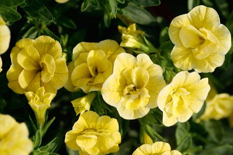 Photos von Blumenvarianten benutzt als: Topf, Terrasse, Ampel. Calibrachoa MiniFamous® Double Lemon