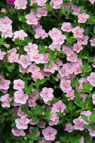 Photos von Blumenvarianten benutzt als: Topf, Terrasse, Ampel. Calibrachoa MiniFamous® Double Pink Blush evol