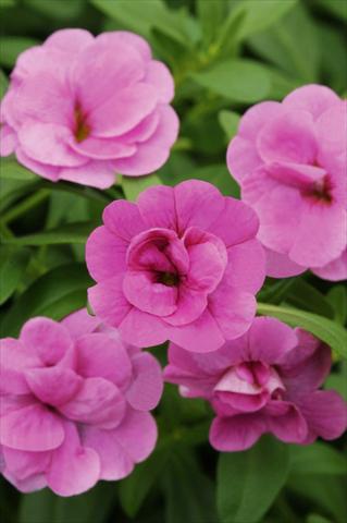 Photos von Blumenvarianten benutzt als: Topf, Terrasse, Ampel. Calibrachoa MiniFamous® Double Pink