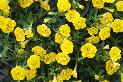 Photos von Blumenvarianten benutzt als: Topf, Terrasse, Ampel. Calibrachoa MiniFamous® Double Yellow evol