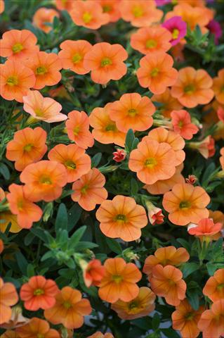 Photos von Blumenvarianten benutzt als: Topf, Terrasse, Ampel. Calibrachoa MiniFamous® Orange evol