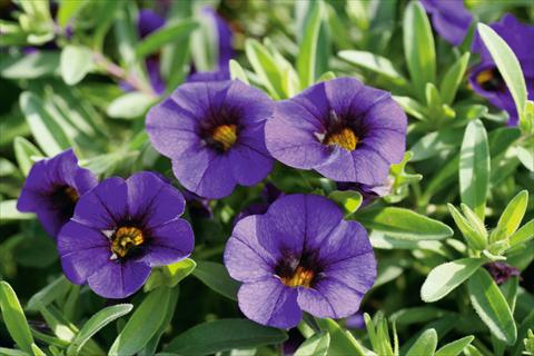 Photos von Blumenvarianten benutzt als: Topf, Terrasse, Ampel. Calibrachoa MiniFamous® Neo Royal Blue