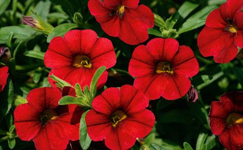 Photos von Blumenvarianten benutzt als: Topf, Terrasse, Ampel. Calibrachoa MiniFamous® Sangria evol