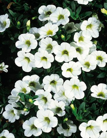 Photos von Blumenvarianten benutzt als: Topf, Terrasse, Ampel. Calibrachoa MiniFamous® White