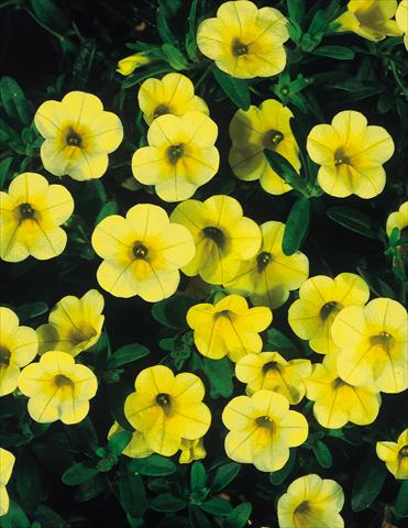 Photos von Blumenvarianten benutzt als: Topf, Terrasse, Ampel. Calibrachoa MiniFamous® Yellow evol