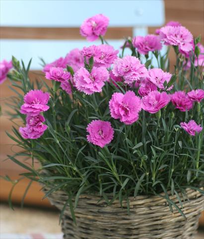 Photos von Blumenvarianten benutzt als: Topf und Beet Dianthus Diantica® Orchid